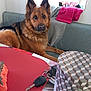 Nina a rejoint le concours — aidez-le/la à gagner de superbes lots ! animal, architecture, building, canine, chair, computer, couch, cushion, dog, electronics, furniture, germanshepherd, homedecor, indoors, interiordesign, livingroom, pet, puppy, room, table