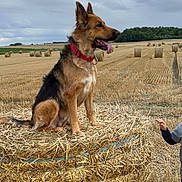 Nina a rejoint le concours — aidez-le/la à gagner de superbes lots ! adult, animal, canine, countryside, dog, face, field, germanshepherd, grass, head, male, man, nature, outdoors, person, pet, photography, plant, puppy, straw