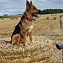 adult, animal, canine, countryside, dog, face, field, germanshepherd, grass, head, male, man, nature, outdoors, person, pet, photography, plant, puppy, straw
