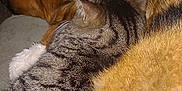 Nina participe au concours pour gagner de l'argent avec cette photo : abyssinian, animal, armchair, blanket, canine, cat, chair, couch, dog, fox, furniture, germanshepherd, hardwood, homedecor, hound, manx, person, pet, sleeping, wood
