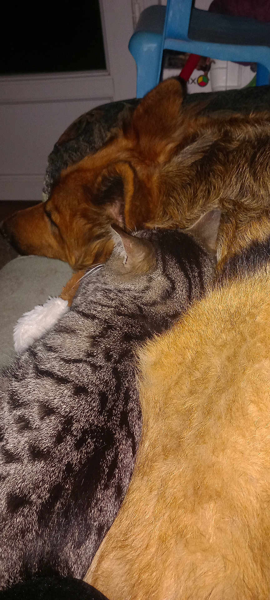 Nina participe au concours pour gagner de l'argent avec cette photo : abyssinian, animal, armchair, blanket, canine, cat, chair, couch, dog, fox, furniture, germanshepherd, hardwood, homedecor, hound, manx, person, pet, sleeping, wood