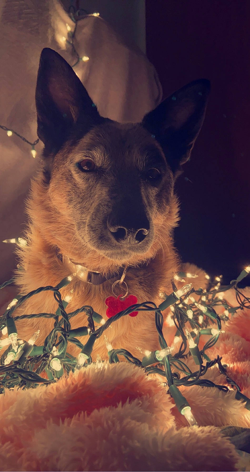 Nugget joined the competition — help win amazing prizes! canidae, carnivore, collar, companion_dog, darkness, dog, dog_breed, dog_collar, ear, electric_blue, event, fawn, fur, happy, holiday, night, sporting_group, terrestrial_animal, whiskers, working_animal