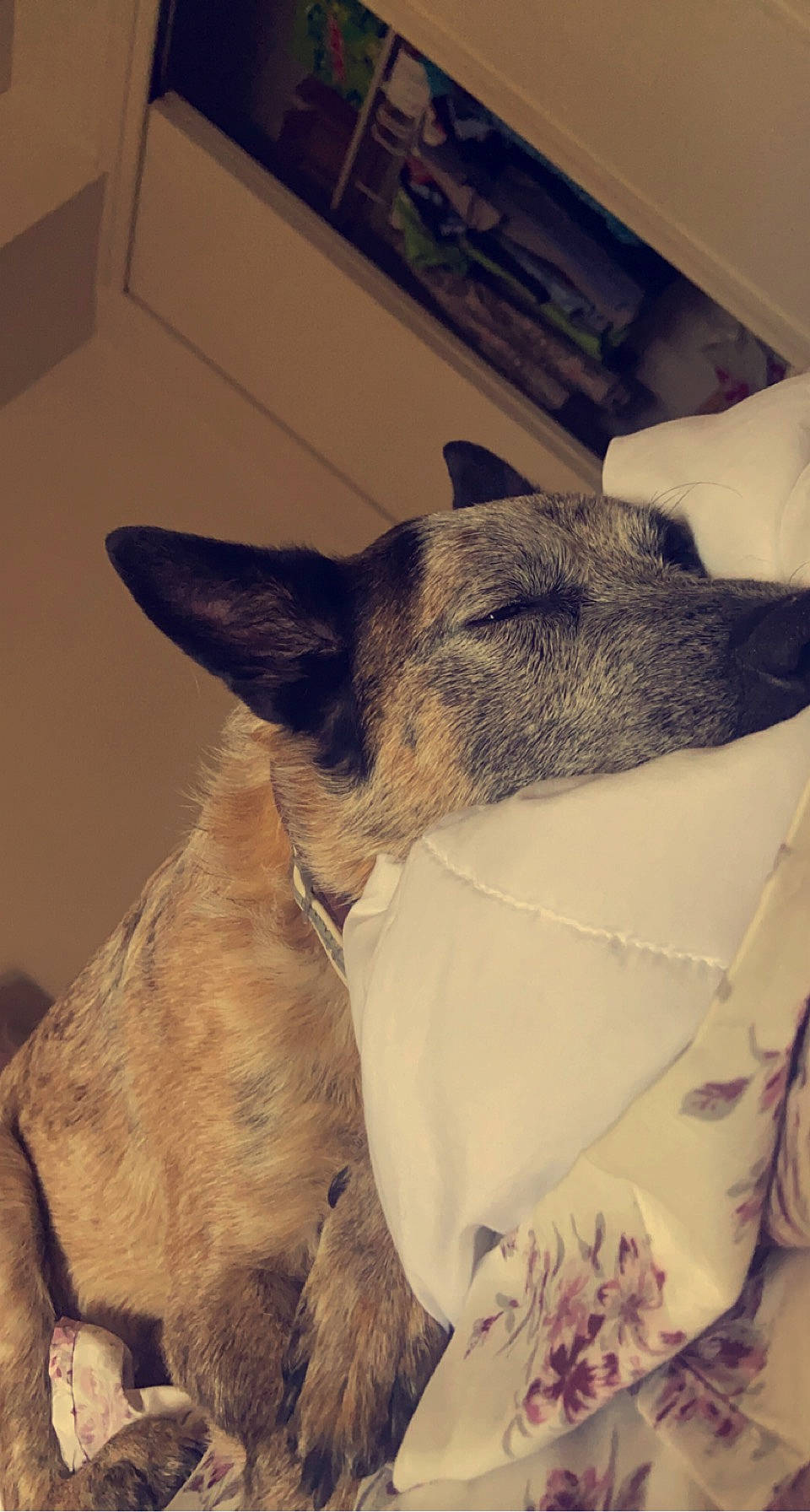 Nugget joined the competition — help win amazing prizes! canidae, carnivore, comfort, companion_dog, dog, dog_breed, domestic_short_haired_cat, ear, fawn, felidae, fur, marsupial, paw, small_to_medium_sized_cats, snout, sporting_group, terrestrial_animal, wallaby, whiskers, working_animal