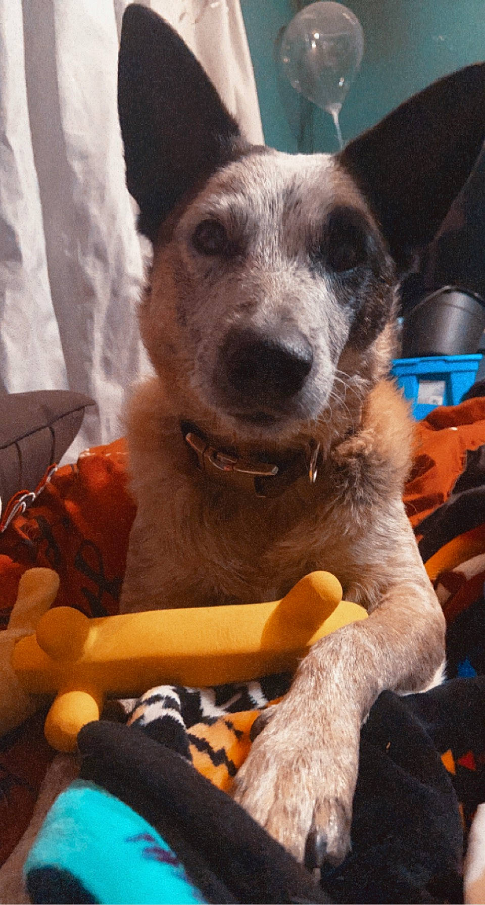 Nugget joined the competition — help win amazing prizes! canidae, carnivore, collar, comfort, companion_dog, dog, dog_breed, dog_collar, dog_supply, ear, fawn, fur, non_sporting_group, puppy, snout, sporting_group, terrestrial_animal, whiskers, working_animal