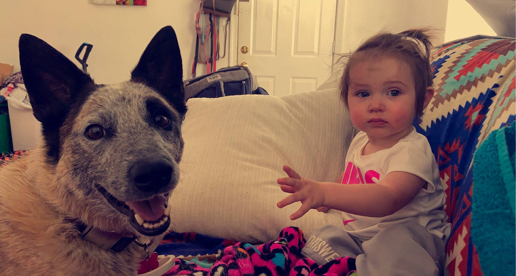 Nugget is registered to the contest to win money with this photo: baby, baby_toddler_clothing, carnivore, comfort, companion_dog, couch, dog, dog_breed, ear, eye, fun, fur, happy, herding_dog, iris, selfie, sitting, snout, sporting_group, toddler