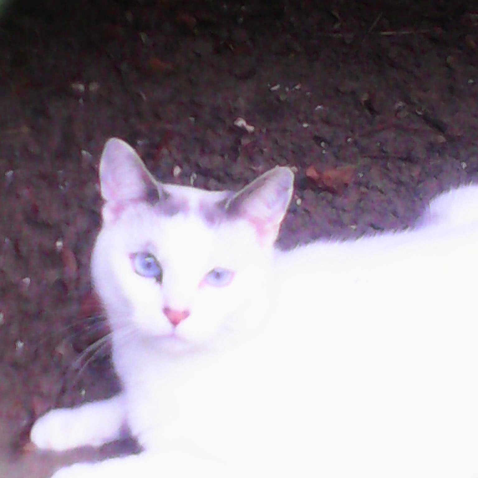 Speedy participe au concours pour gagner de l'argent avec cette photo :