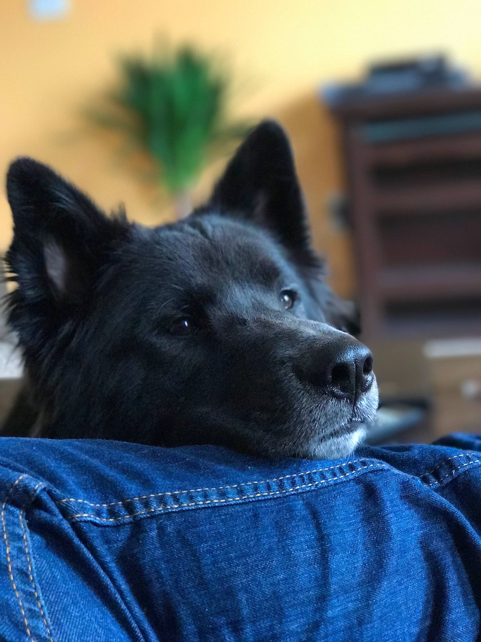 Jarvis joined the competition — help win amazing prizes! belgian_shepherd, black_norwegian_elkhound, canidae, carnivore, dog, dog_breed, groenendael, mammal, non_sporting_group, norwegian_elkhound, schipperke, snout, swedish_lapphund, vertebrate