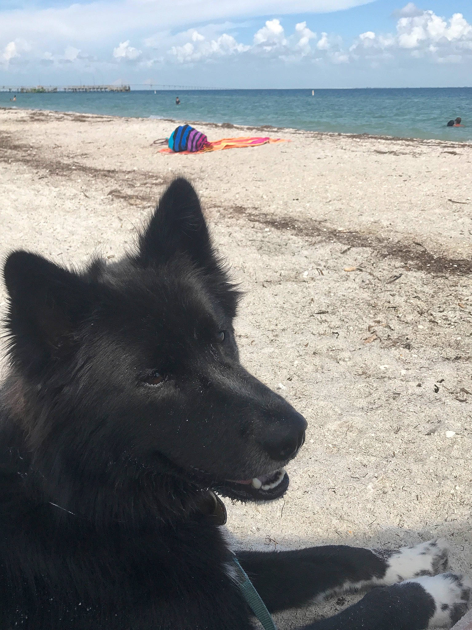 Jarvis joined the competition — help win amazing prizes! beach, belgian_shepherd, black_norwegian_elkhound, canidae, carnivore, coast, dog, dog_breed, german_spitz_mittel, greenland_dog, groenendael, herding_dog, mammal, ocean, sand, schipperke, sea, sky, swedish_lapphund, vacation