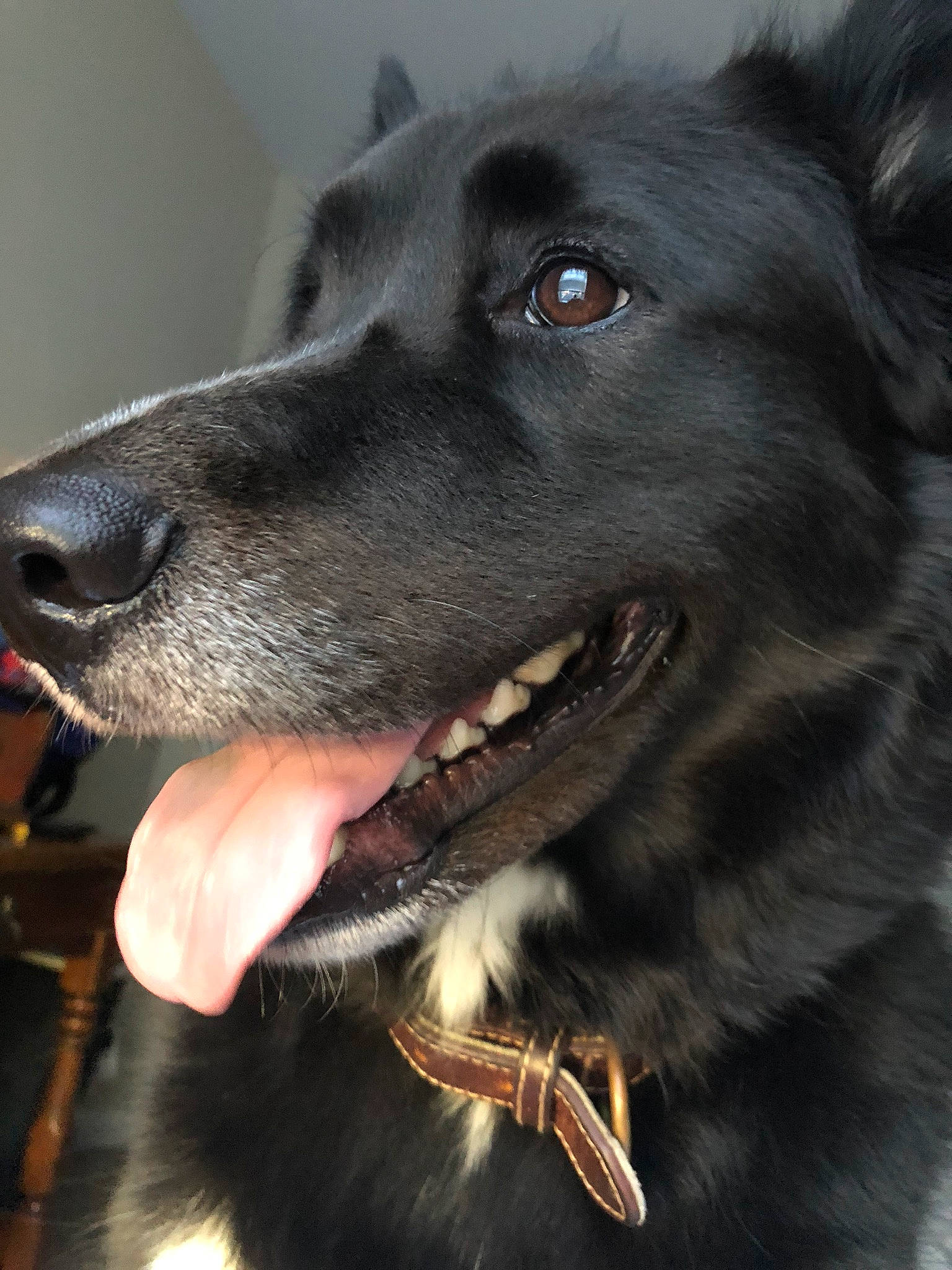 Jarvis joined the competition — help win amazing prizes! belgian_shepherd, black_norwegian_elkhound, borador, canidae, carnivore, dog, dog_breed, groenendael, mammal, snout, sporting_group, vertebrate