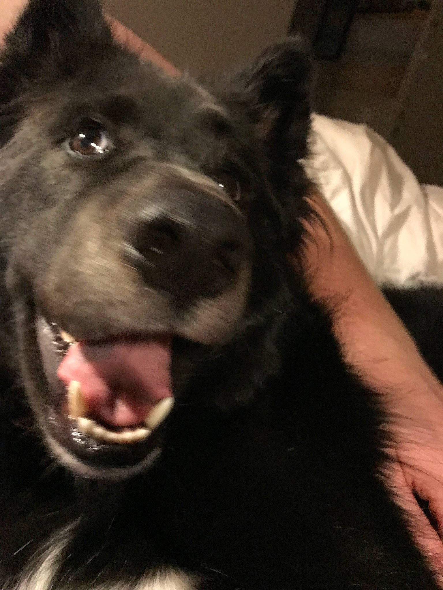 Jarvis joined the competition — help win amazing prizes! belgian_shepherd, black_norwegian_elkhound, bohemian_shepherd, canidae, carnivore, dog, dog_breed, groenendael, kai_ken, mammal, rare_breed_dog, schipperke, snout, swedish_lapphund, vertebrate