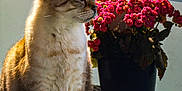 Mistigri ''mimi'' participe au concours pour gagner de l'argent avec cette photo : cat, tabby_cat, flower_pot, red_flowers, outdoor, balcony, sunlight, woven_table, pet, animal, feline, plant, nature, domestic_cat, sitting, side_view, daylight, closeup, cute, relaxed