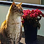 cat, tabby_cat, flower_pot, red_flowers, outdoor, balcony, sunlight, woven_table, pet, animal, feline, plant, nature, domestic_cat, sitting, side_view, daylight, closeup, cute, relaxed