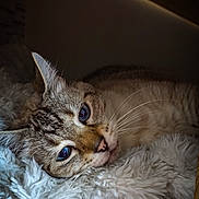 Mistigri ''mimi'' participe au concours pour gagner de l'argent avec cette photo : cat, feline, pet, indoor, resting, fluffy, blanket, wood, carpet, cozy, cute, animal, fur, whiskers, ears, sleepy, closeup, portrait, domestic, relaxed