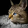 Mistigri ''mimi'' participe au concours pour gagner de l'argent avec cette photo : cat, blue_eyes, close_up, portrait, feline, fur, whiskers, animal, pet, domestic_cat, fluffy, resting, side_view, profile, soft_texture, dark_background, cute, mammal, looking_away, indoor
