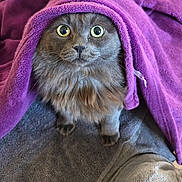 Cookie participe au concours pour gagner de l'argent avec cette photo : cat, gray_cat, fluffy, pet, towel, purple_towel, curious_eyes, indoors, cozy, cute, fur, whiskers, animal, looking_up, floor, domestic_cat, feline, soft_texture, relaxed, close-up