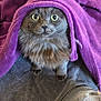 cat, gray_cat, fluffy, pet, towel, purple_towel, curious_eyes, indoors, cozy, cute, fur, whiskers, animal, looking_up, floor, domestic_cat, feline, soft_texture, relaxed, close-up