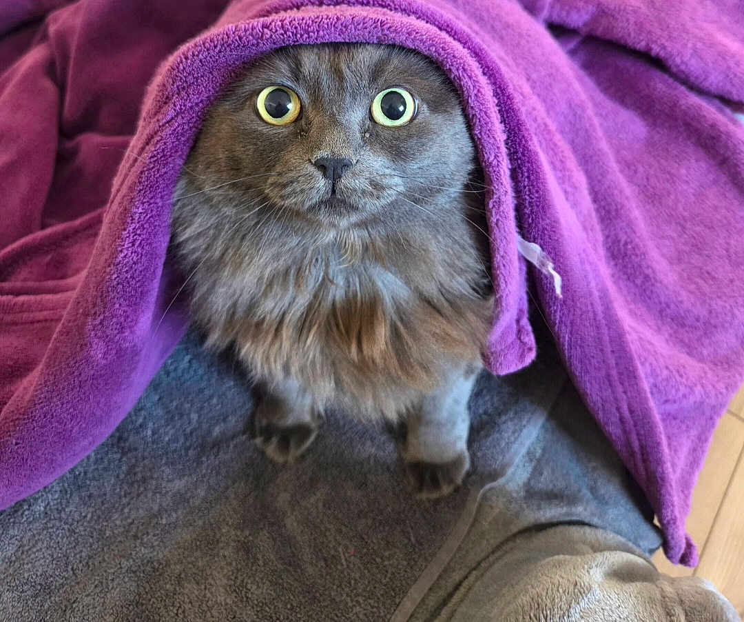 Cookie participe au concours pour gagner de l'argent avec cette photo : cat, gray_cat, fluffy, pet, towel, purple_towel, curious_eyes, indoors, cozy, cute, fur, whiskers, animal, looking_up, floor, domestic_cat, feline, soft_texture, relaxed, close-up