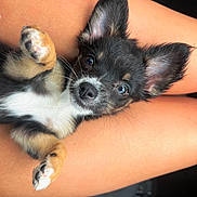 Luna joined the competition — help win amazing prizes! dog, puppy, pet, animal, ears, fur, legs, skin, closeup, cute, looking_at_camera, whiskers, paw, sitting, indoors, relaxed, black_fur, brown_fur, white_fur, short_fur