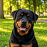 animal, black, brown, canine, closeup, dog, friendly, grass, happy, mammal, nature, outdoor, park, pet, portrait, rottweiler, smiling, summer, sunlight, tongue