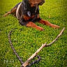 Kovu a rejoint le concours — aidez-le/la à gagner de superbes lots ! animal, canine, collar, cute, daytime, dog, field, grass, greenery, leash, lying_down, nature, outdoor, park, pet, playful, puppy, rottweiler, stick, young_dog