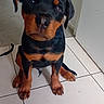 adorable, animal, black_and_tan, canine, companion, cute, dog, domestic, ears, floor_tiles, house, indoor, looking_up, pet, puppy, rottweiler, sitting, tile_floor, waiting, young_dog