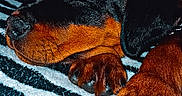 Kovu participe au concours pour gagner de l'argent avec cette photo : animal, black_and_tan, blanket, calm, closeup, companion, cozy, cute, dog, domestic, fur, indoor, paw, pet, puppy, relaxed, resting, rottweiler, sleeping, striped