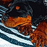 animal, black_and_tan, blanket, calm, closeup, companion, cozy, cute, dog, domestic, fur, indoor, paw, pet, puppy, relaxed, resting, rottweiler, sleeping, striped