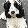 dog, black_and_white, long_hair, fluffy, pet, outdoor, asphalt, collar, paw_print_tag, cute, animal, wavy_fur, lying_down, close_up, canine, fur, mammal, portrait, friendly, companion