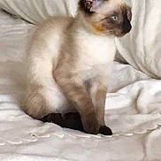 Lilou participe au concours pour gagner de l'argent avec cette photo : aegean_cat, balinese, birman, carnivoran, cat, cat_like_mammal, colorpoint_shorthair, domestic_short_haired_cat, fur, german_rex, kitten, paw, ragdoll, siamese, small_to_medium_sized_cats, snout, snowshoe, thai, tonkinese, whiskers