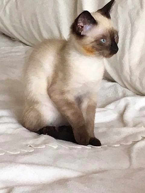 Lilou
