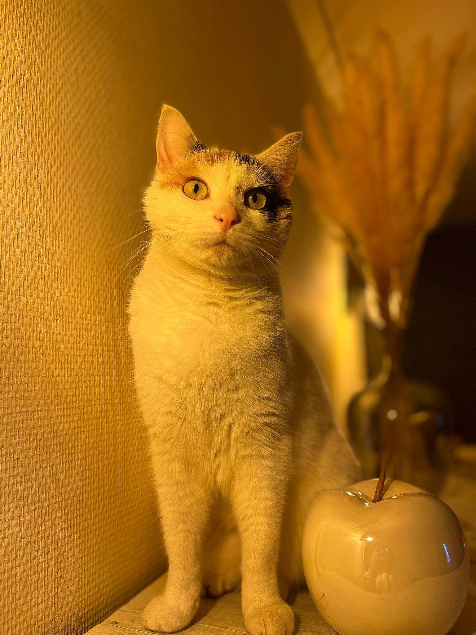 Pookie participe au concours pour gagner de l'argent avec cette photo : carnivore, cat, claw, domestic_short_haired_cat, drinkware, fawn, felidae, fur, paw, serveware, small_to_medium_sized_cats, snout, still_life_photography, tail, whiskers, window, wood