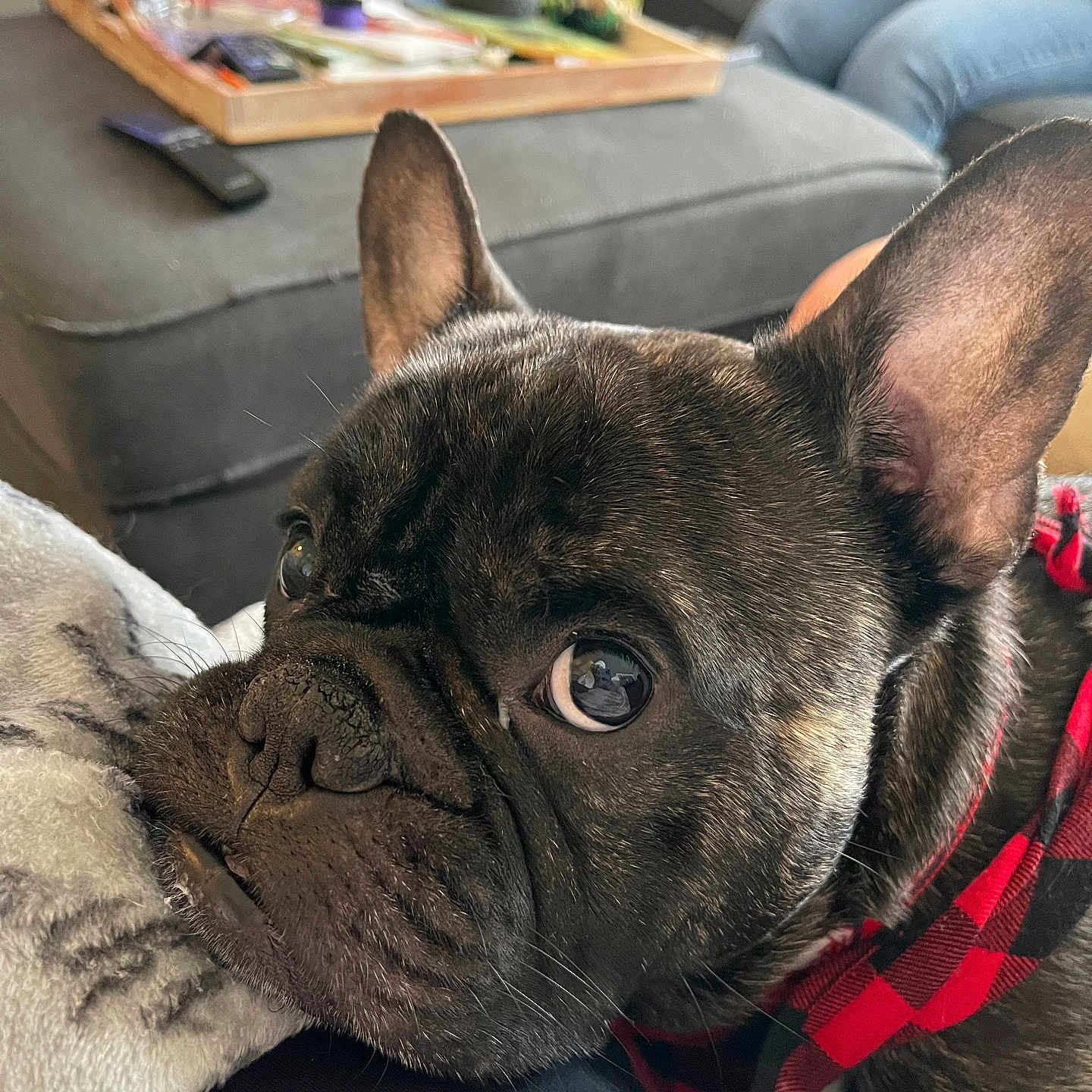 Frankie is registered to the contest to win money with this photo: adult, animal, boxer, bulldog, canine, cat, couch, cup, dog, electronics, frenchbulldog, furniture, male, man, person, pet, pitbull, puppy, remotecontrol, snout