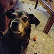 Budha is registered to the contest to win money with this photo: dog, pet, living_room, carpet, coffee_table, couch, laundry_basket, toy_block, collar, tag, indoor, furniture, sitting, looking_up, wooden_table, childs_toy, floor, sock, portrait, home