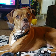 Nala is registered to the contest to win money with this photo: dog, brown_dog, pet, indoor, living_room, blanket, toy, toy_car, collar, portrait, sitting, carpet, television, couch, relaxed, looking_up, floor, vacuum_cleaner, door, plastic_bin