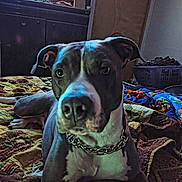 Luna joined the competition — help win amazing prizes! animal, bedroom, blanket, cabinet, canine, chain_collar, close_up, colorful, curious, dog, domestic, furniture, indoor, laundry_basket, pet, portrait, quilt, resting, television, text_overlay