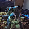 animal, bedroom, blanket, cabinet, canine, chain_collar, close_up, colorful, curious, dog, domestic, furniture, indoor, laundry_basket, pet, portrait, quilt, resting, television, text_overlay