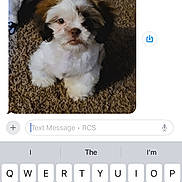 Captain Jack Sparrow joined the competition — help win amazing prizes! puppy, dog, carpet, fluffy, toy, indoor, pet, cute, small_dog, white_fur, brown_fur, black_fur, messaging_app, keyboard, text_message, portrait, sitting, looking_up, phone_screen, digital_photo
