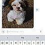 puppy, dog, carpet, fluffy, toy, indoor, pet, cute, small_dog, white_fur, brown_fur, black_fur, messaging_app, keyboard, text_message, portrait, sitting, looking_up, phone_screen, digital_photo
