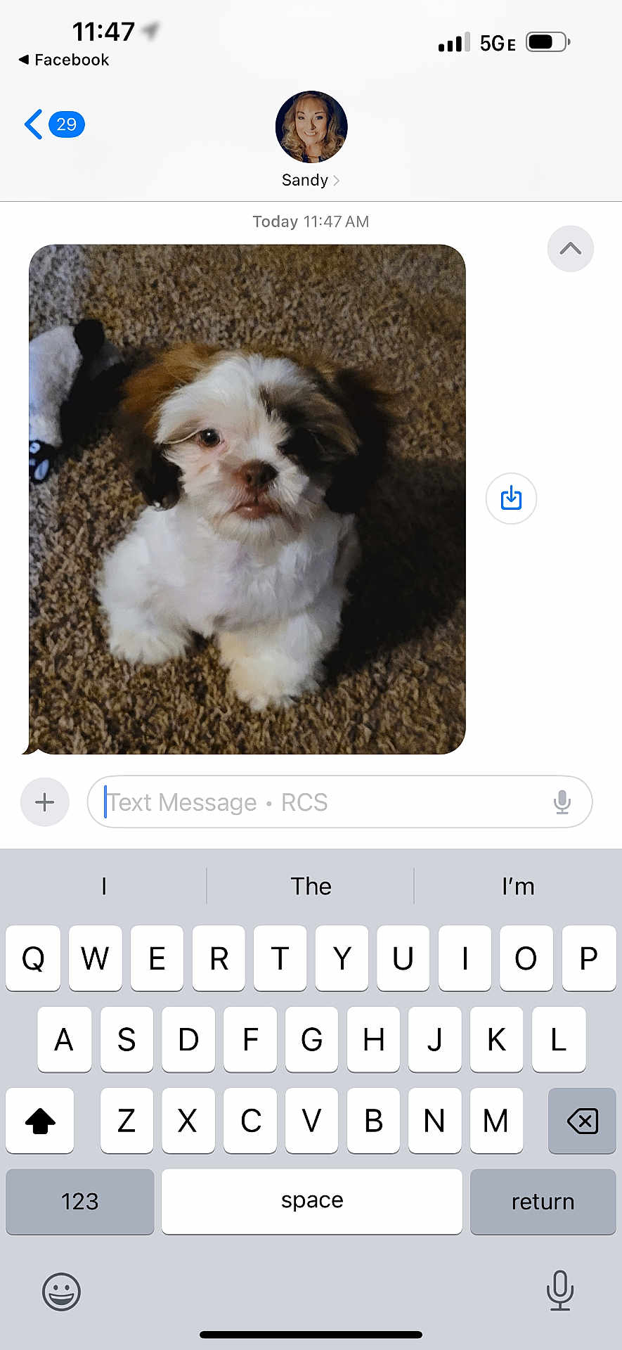 Captain Jack Sparrow joined the competition — help win amazing prizes! puppy, dog, carpet, fluffy, toy, indoor, pet, cute, small_dog, white_fur, brown_fur, black_fur, messaging_app, keyboard, text_message, portrait, sitting, looking_up, phone_screen, digital_photo
