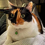 N Alla a rejoint le concours — aidez-le/la à gagner de superbes lots ! animal, bell, calico_cat, cat, close_up, collar, cozy, cute, domestic_cat, feline, fur, green_eyes, indoor, mammal, pet, portrait, relaxed, resting, soft_blanket, whiskers