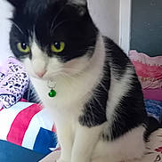 Kiarra a rejoint le concours — aidez-le/la à gagner de superbes lots ! bedroom, black_and_white, blanket, cat, collar, cute, domestic_animal, ears, feline, fur, green_bell, indoor, nose, patterned_surface, pet, pillow, sitting, tablecloth, whiskers, yellow_eyes