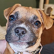 Armonie a rejoint le concours — aidez-le/la à gagner de superbes lots ! adorable, animal, bee_shaped_tag, black_nose, brown_fur, close_up, collar, cute, dog, domestic_animal, friendly, hand, indoor, pet, portrait, puppy, soft_focus, tag, whiskers, young_dog