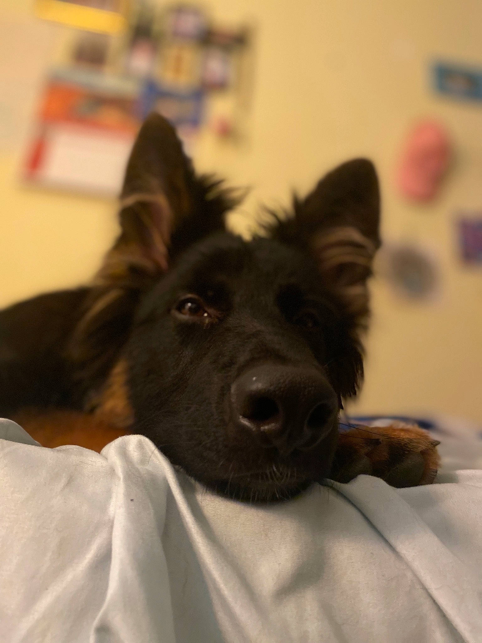 Moses joined the competition — help win amazing prizes! canidae, carnivore, comfort, companion_dog, dog, dog_breed, ear, fawn, fur, herding_dog, non_sporting_group, snout, sporting_group, whiskers, working_animal, working_dog