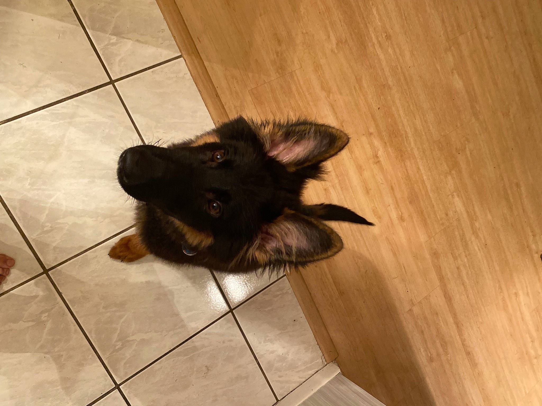 Moses is registered to the contest to win money with this photo: carnivore, companion_dog, dog, dog_breed, fawn, felidae, floor, flooring, foot, hardwood, human_leg, liver, paw, small_to_medium_sized_cats, snout, tail, whiskers, wood, wood_stain, working_animal