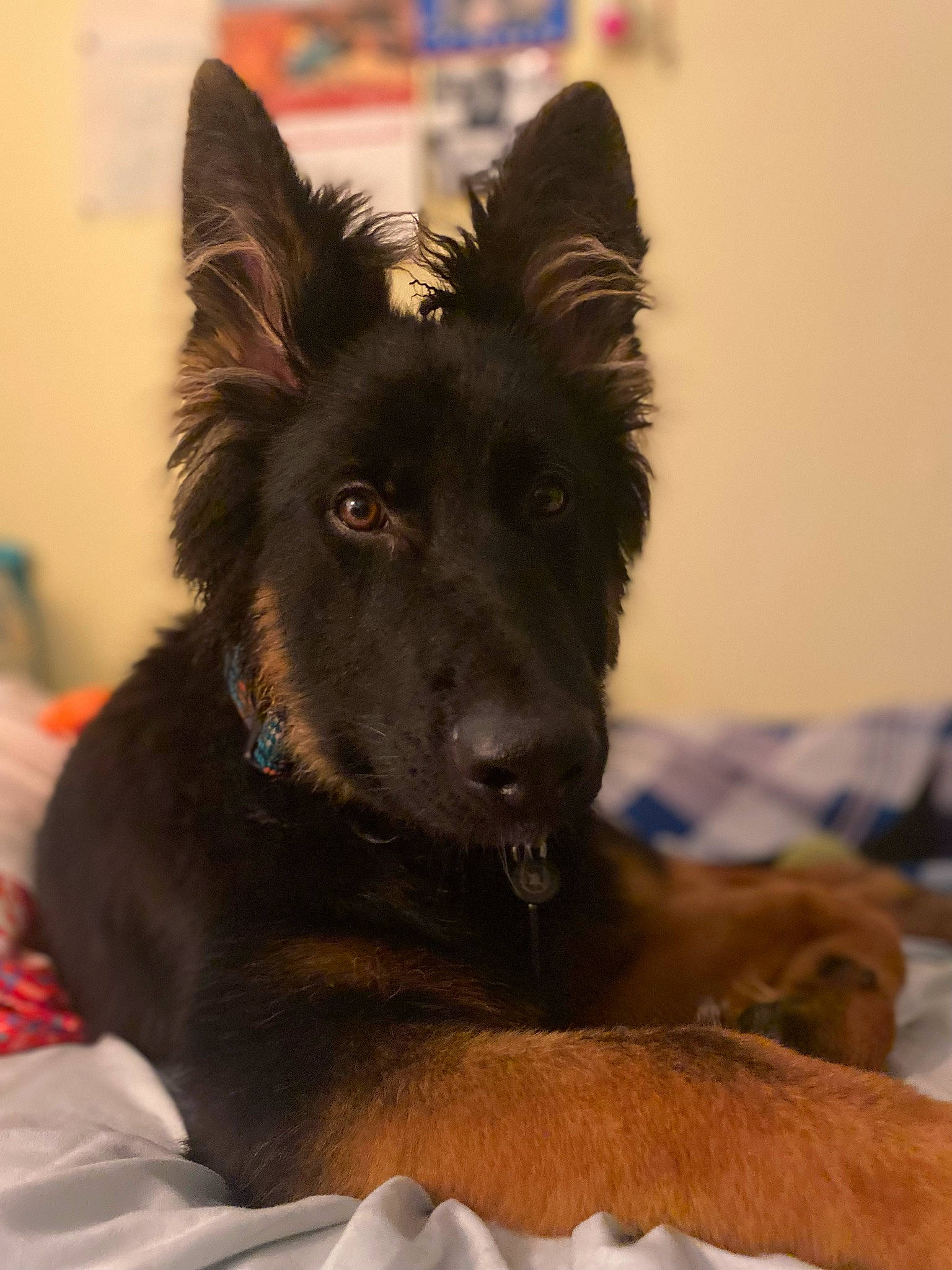 Moses joined the competition — help win amazing prizes! canidae, carnivore, companion_dog, dog, dog_breed, dog_supply, ear, fawn, fur, german_shepherd_dog, guard_dog, liver, old_german_shepherd_dog, sporting_group, whiskers, working_animal, working_dog