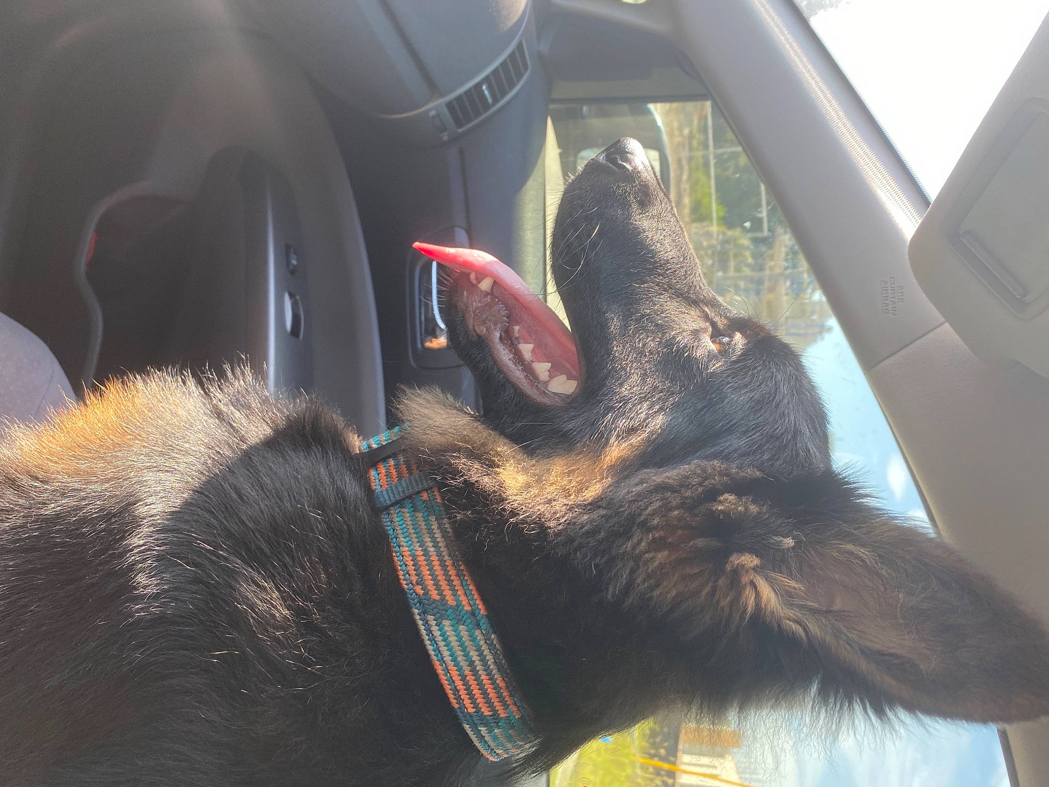 Moses joined the competition — help win amazing prizes! auto_part, automotive_design, automotive_exterior, car, car_seat, carnivore, dog, dog_breed, ear, gesture, luxury_vehicle, mammal, motor_vehicle, personal_luxury_car, snout, steering_wheel, vehicle, vehicle_door, window, windshield