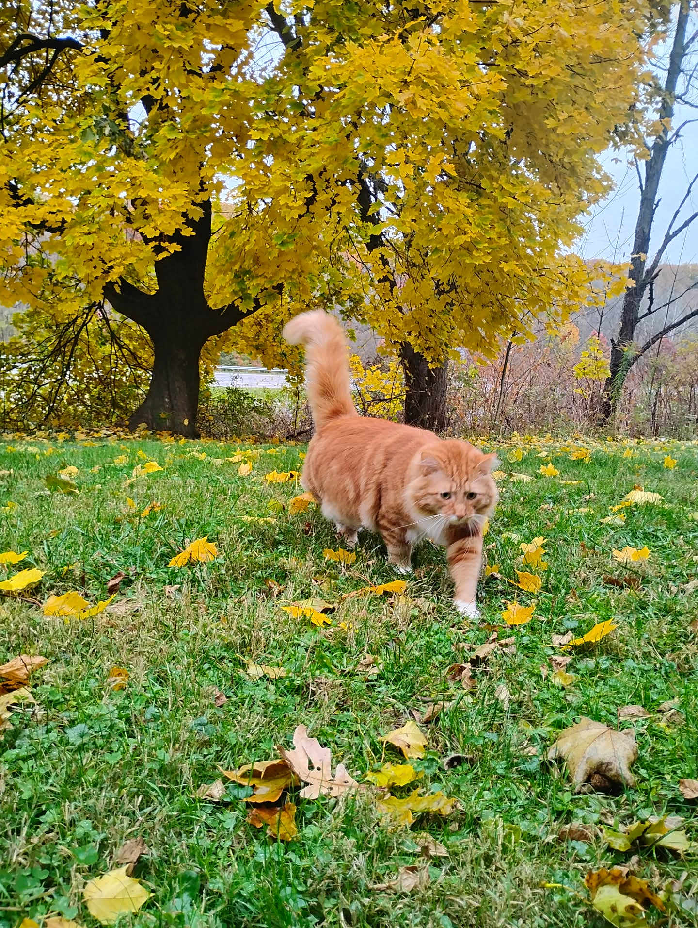 Butterscotch joined the competition — help win amazing prizes! cat, ginger_cat, autumn, fall_leaves, grass, tree, yellow_leaves, outdoor, nature, animal, pet, walking, feline, leaf_litter, seasonal, daylight, park, mammal, greenery, wildlife