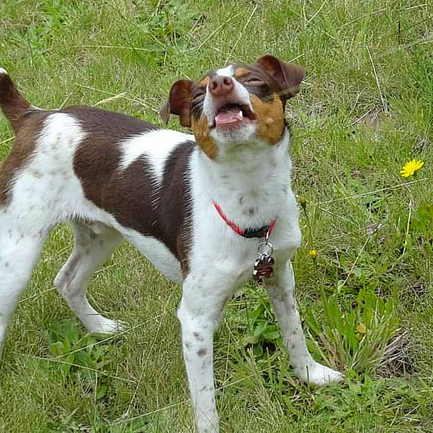 Sheldon is registered to the contest to win money with this photo: braque_saint_germain, brittany, canidae, carnivore, companion_dog, dog, dog_breed, hunting_dog, kromfohrlander, mammal, rare_breed_dog, sporting_group, vertebrate