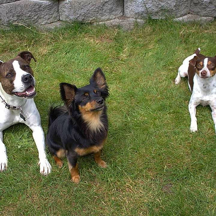 Sonic is registered to the contest to win money with this photo: australian_kelpie, canidae, carnivore, companion_dog, dog, dog_breed, mammal, rat_terrier, sporting_group, vertebrate, working_dog