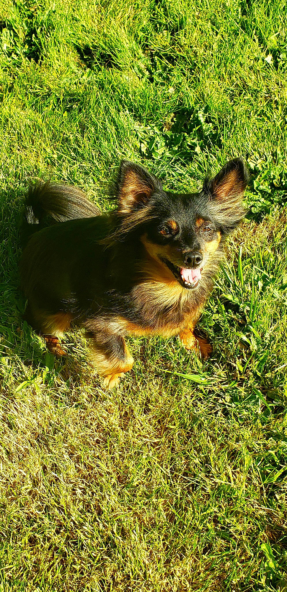 Sonic joined the competition — help win amazing prizes! canidae, carnivore, dog, dog_breed, fawn, grass, mammal, plant, puppy, russkiy_toy, sporting_group, terrier, vertebrate, wildlife